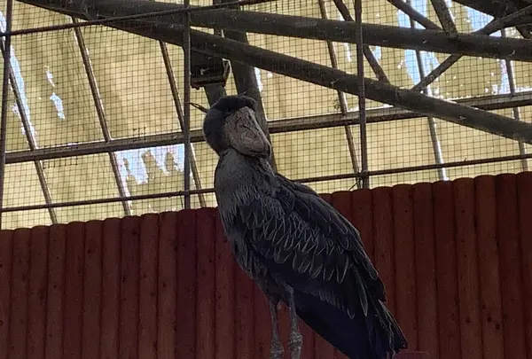 掛川花鳥園の写真・動画_image_594713