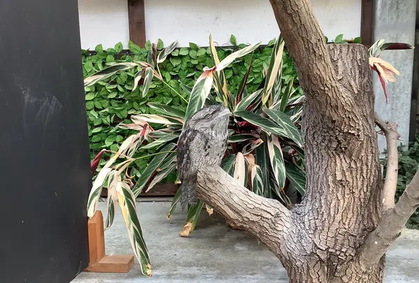 掛川花鳥園の写真・動画_image_594718