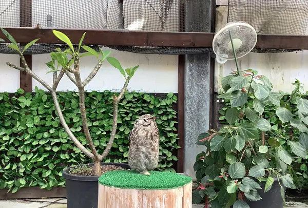掛川花鳥園の写真・動画_image_594719