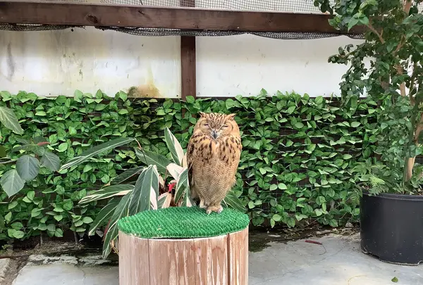 掛川花鳥園の写真・動画_image_594720