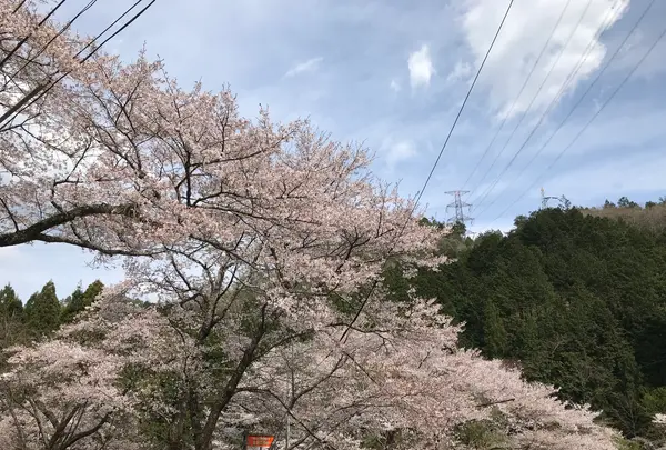 寺尾ヶ原千本桜公園の写真・動画_image_594906