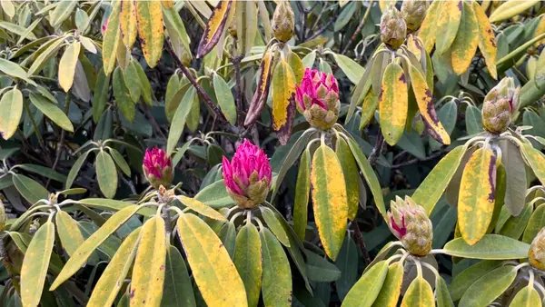 赤城自然園の写真・動画_image_594991