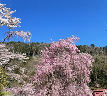 金桜神社の写真・動画_image_596237