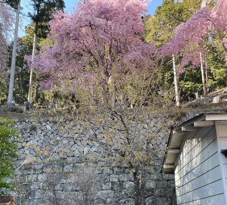 金桜神社の写真・動画_image_596263