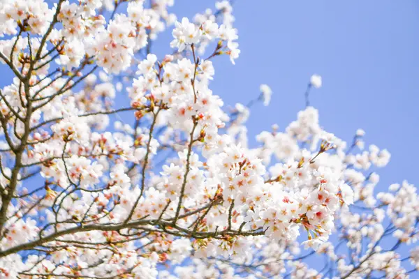 八重垣神社の写真・動画_image_596408