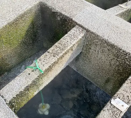 荒湯の写真・動画_image_596944