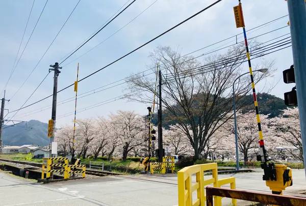 柏原川桜堤回廊の写真・動画_image_597899