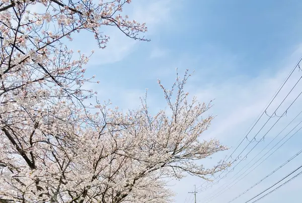 柏原川桜堤回廊の写真・動画_image_597900