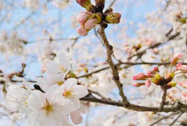 柏原川桜堤回廊の写真・動画_image_597901
