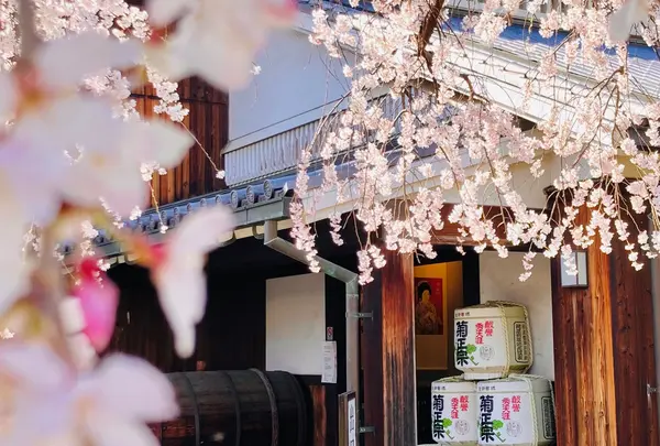 菊正宗酒造記念館の写真・動画_image_597946