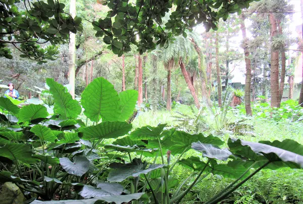 台北植物園の写真・動画_image_599842