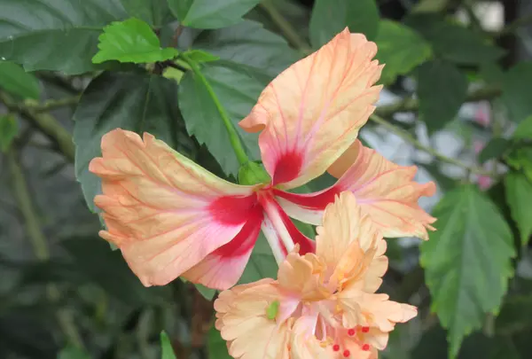 台北植物園の写真・動画_image_599843