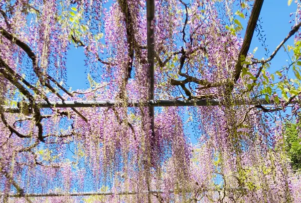 白毫寺の写真・動画_image_600012