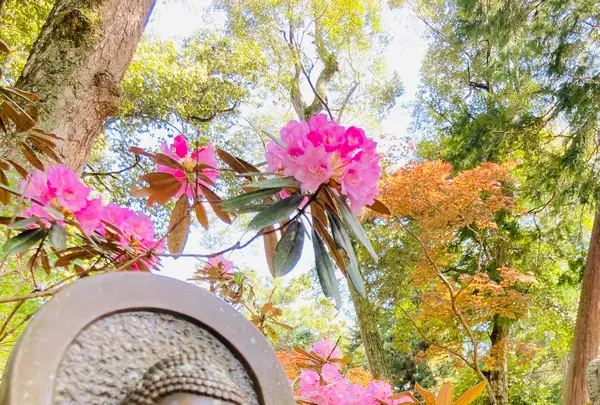 白毫寺の写真・動画_image_600015