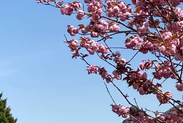 信濃比叡廣拯院の写真・動画_image_600875