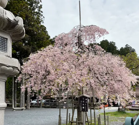 奥の院口バス停の写真・動画_image_601021