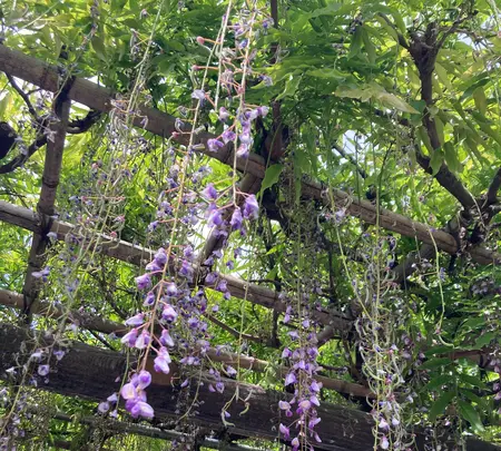 亀戸天神社の写真・動画_image_601192