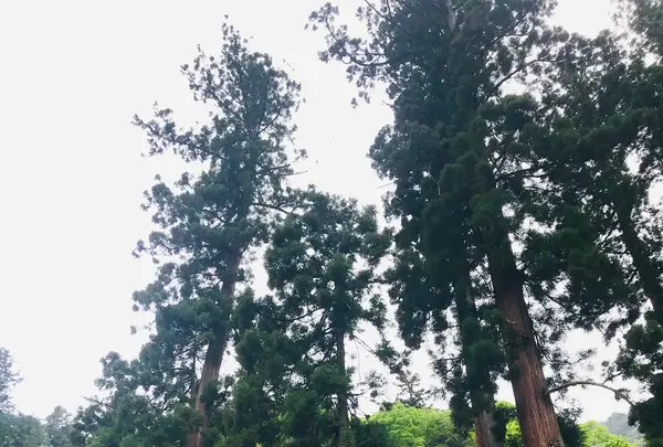 妙義神社の写真・動画_image_601411