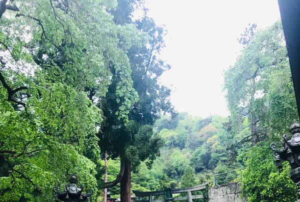 妙義神社の写真・動画_image_601412