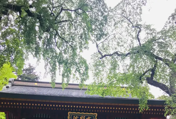 妙義神社の写真・動画_image_601413