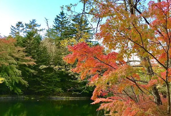 雲場池の写真・動画_image_601426