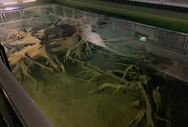 魚津埋没林博物館の写真・動画_image_601680