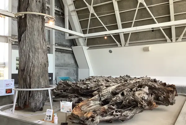 魚津埋没林博物館の写真・動画_image_601681