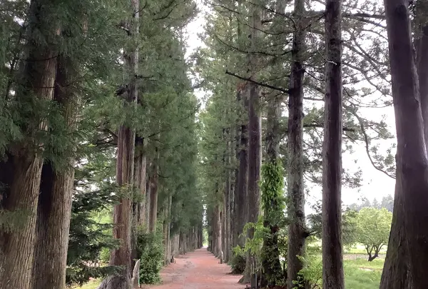 眼目山立山寺（通称さっかのてら）の写真・動画_image_601712