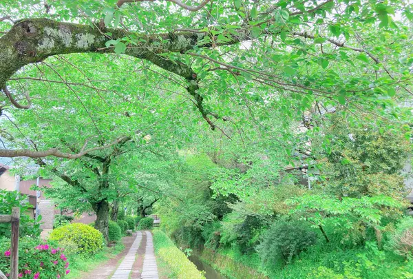 おめん 銀閣寺本店の写真・動画_image_602072
