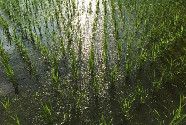 水田