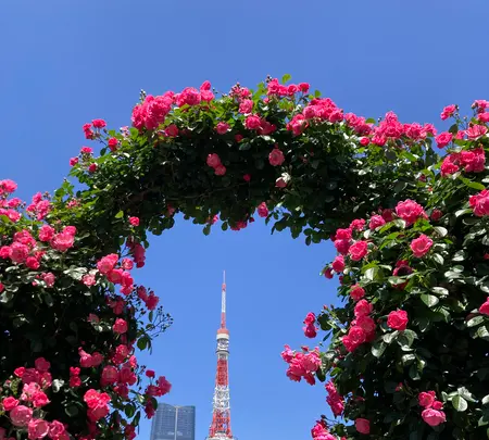 芝公園の写真・動画_image_602402