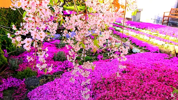 奈良 速成寺（永代供養・芝桜庭園樹木葬・納骨堂・お墓・水子供養）の写真・動画_image_603495