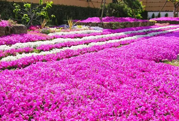 奈良 速成寺（永代供養・芝桜庭園樹木葬・納骨堂・お墓・水子供養）の写真・動画_image_603497