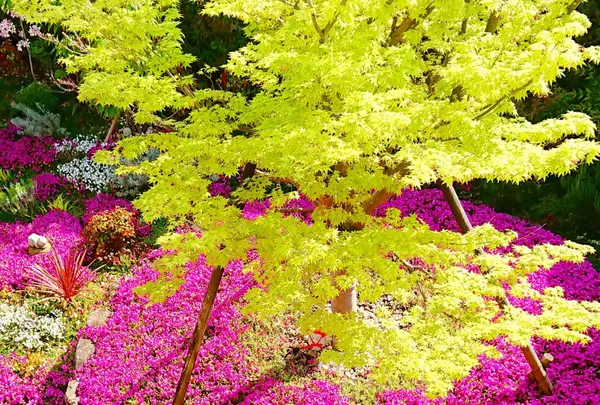 奈良 速成寺（永代供養・芝桜庭園樹木葬・納骨堂・お墓・水子供養）の写真・動画_image_603581