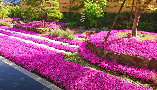 芝桜庭園樹木葬｜永代供養墓の写真・動画_image_603587