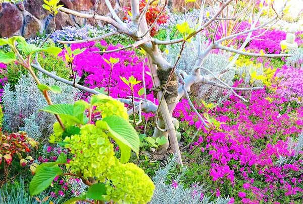 芝桜庭園樹木葬｜永代供養墓の写真・動画_image_603588