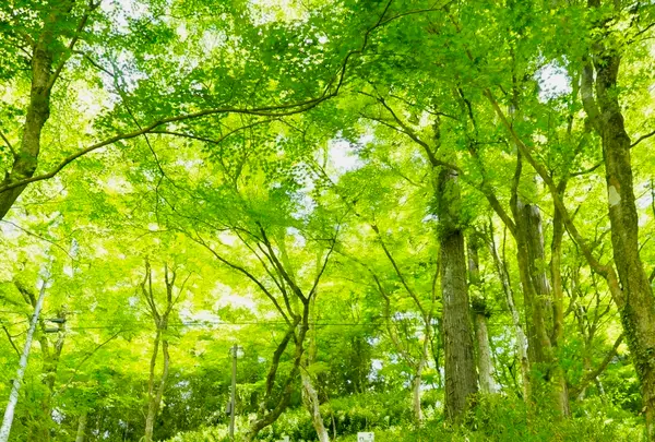 香嵐溪の写真・動画_image_605116
