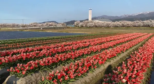 舟川べり桜並木の写真・動画_image_605160