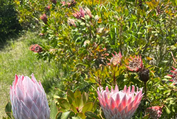 初島公園の写真・動画_image_605410