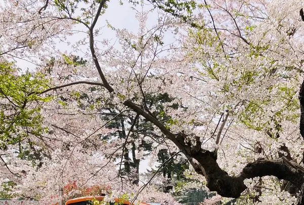芦野公園駅の写真・動画_image_605570