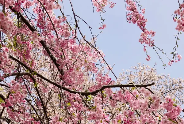 芦野公園駅の写真・動画_image_605571