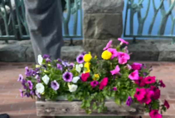 小樽運河の写真・動画_image_607067