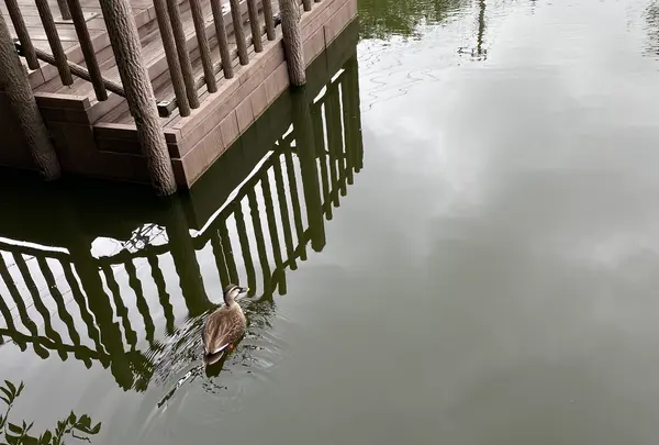 白幡池公園の写真・動画_image_607970