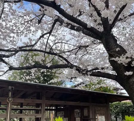 私の庭みんなの庭の写真・動画_image_608290