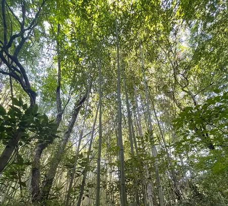 はなれの宿千の森の写真・動画_image_608301