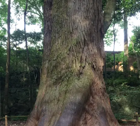伊勢神宮の写真・動画_image_608767
