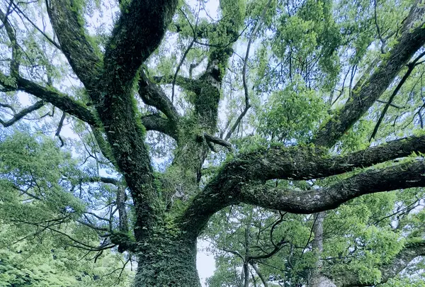 熊野那智大社の写真・動画_image_608787