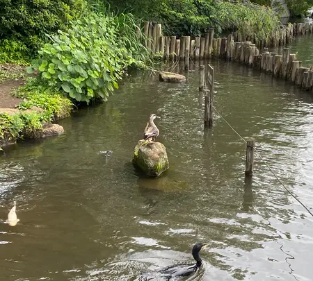洗足池公園の写真・動画_image_611565