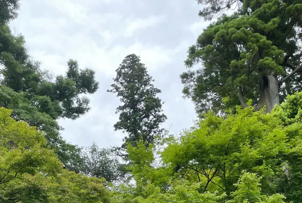 円覚寺の写真・動画_image_613388