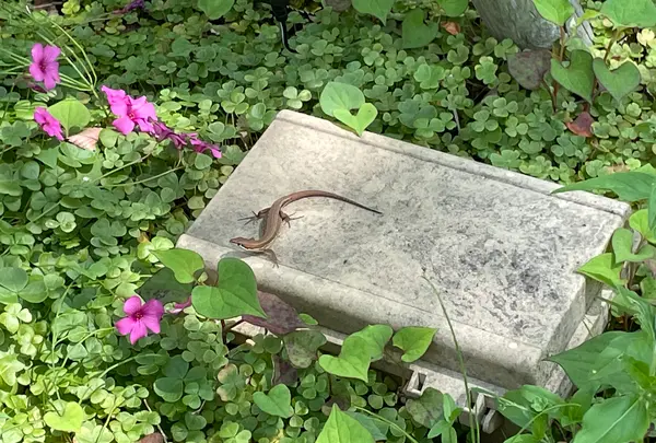 プレールの写真・動画_image_613416